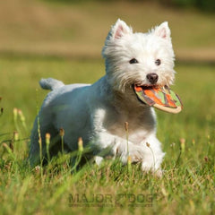 Major Dog Mini Frisbee - Fetch Toy - Furniture Ozily