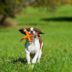 Major Dog Fetch X Toy for Small Dogs - Furniture Ozily
