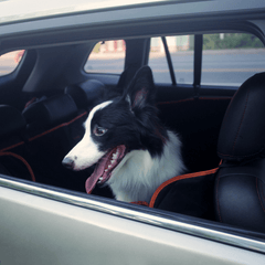 iBuddy Dog Seat Cover Car Hammock w/ Mesh Window & Dog Seat Belt Pet Care > Dog Supplies V568-IB-P00027-SB Online Furniture