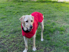 Pet Dog Raincoat Poncho Jacket Windbreaker Waterproof Clothes with Harness Hole-S-Red Pet Care > Dog Supplies V587-6954739817504 Online Furniture