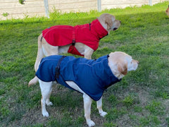 Pet Dog Raincoat Poncho Jacket Windbreaker Waterproof Clothes with Harness Hole-S-Red Pet Care > Dog Supplies V587-6954739817504 Online Furniture