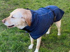 Pet Dog Raincoat Poncho Jacket Windbreaker Waterproof Clothes with Harness Hole-XS-Blue Pet Care > Dog Supplies V587-6954739817481 Online Furniture